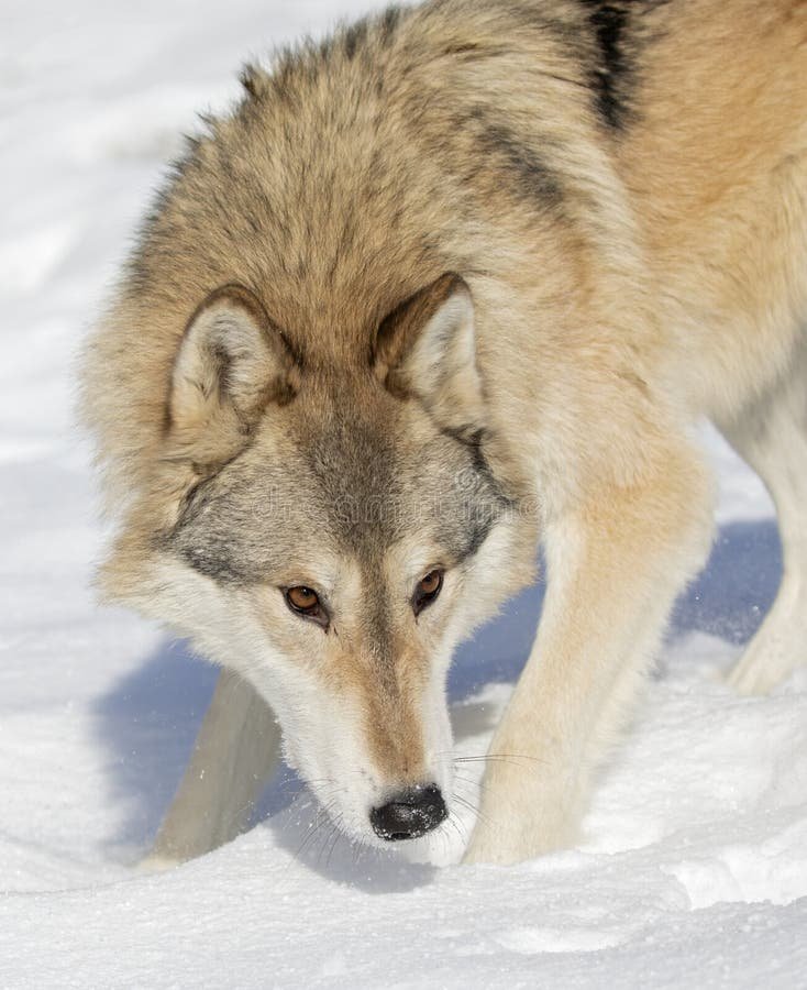 Common Myths And Misconceptions About The Tundra Wolf