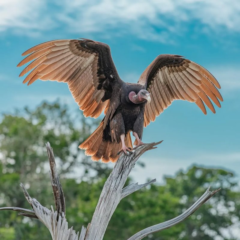 Common Myths And Misconceptions About The Turkey Vulture