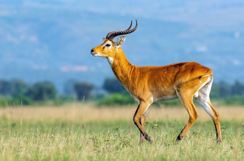 Common Myths And Misconceptions About The Ugandan Kob