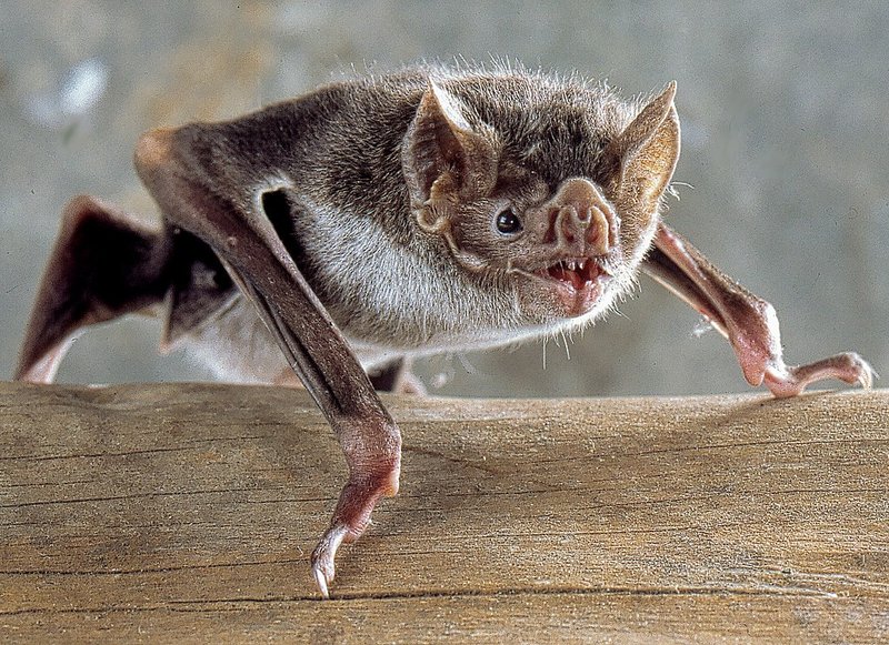 Common Myths And Misconceptions About The Vampire Bat