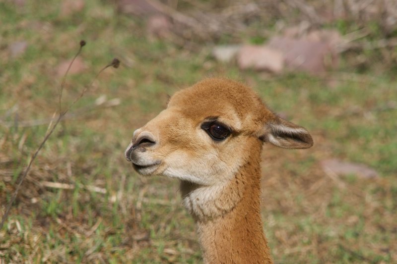Common Myths And Misconceptions About The Vicuna