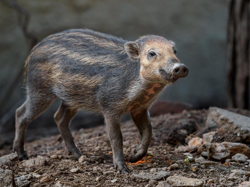 Common Myths And Misconceptions About The Visayan Warty Pig