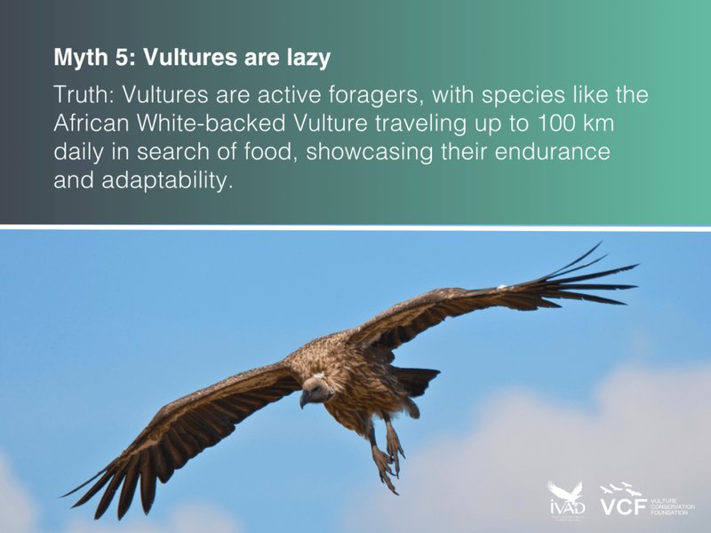 Common Myths And Misconceptions About The Vulture