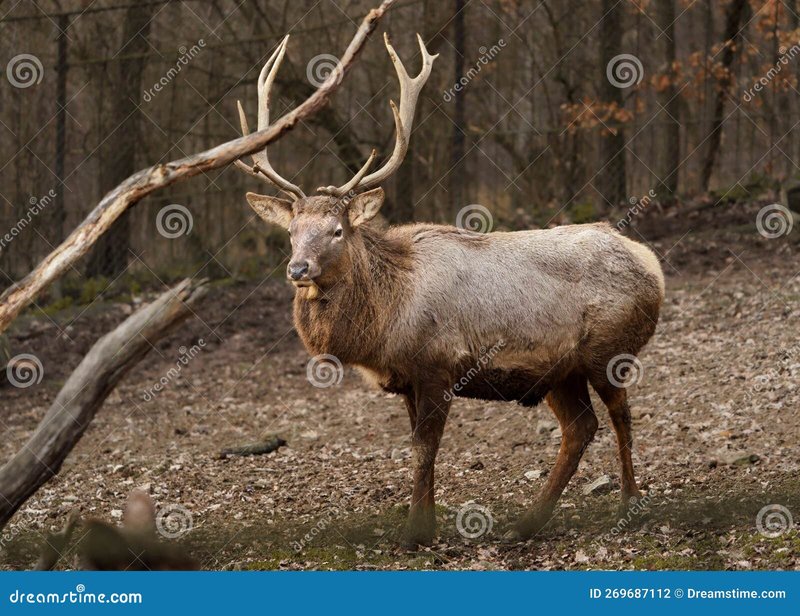 Common Myths And Misconceptions About The Wapiti