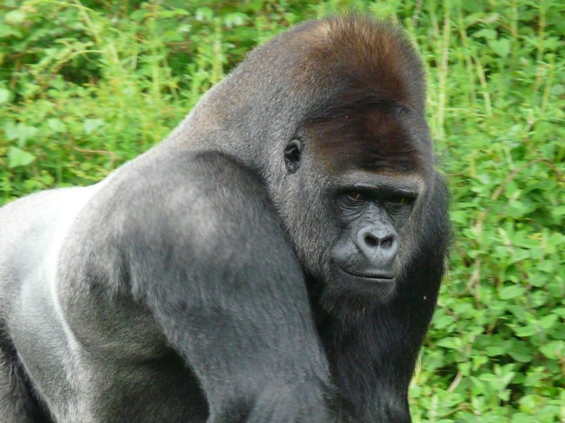 Common Myths And Misconceptions About The Western Gorilla