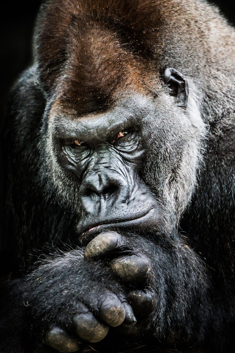 Common Myths And Misconceptions About The Western Gorilla