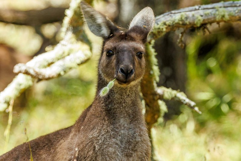 Common Myths And Misconceptions About The Western Grey Kangaroo