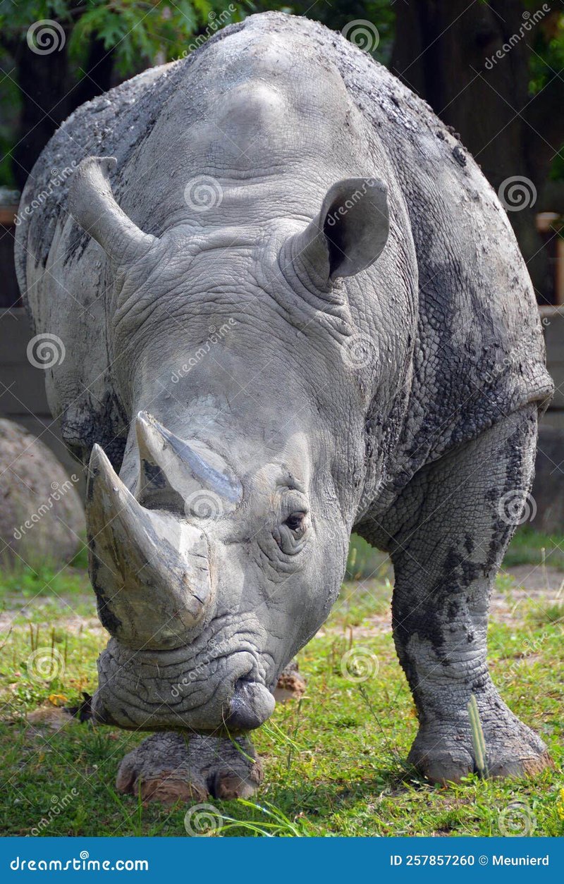 Common Myths And Misconceptions About The White Rhinoceros