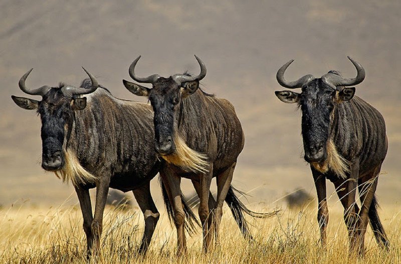 Common Myths And Misconceptions About The Wildebeest