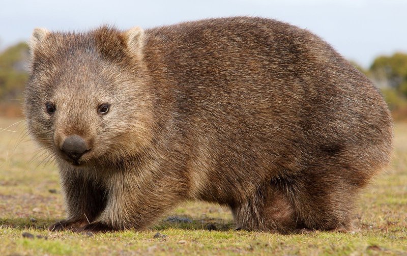 Common Myths And Misconceptions About The Wombat