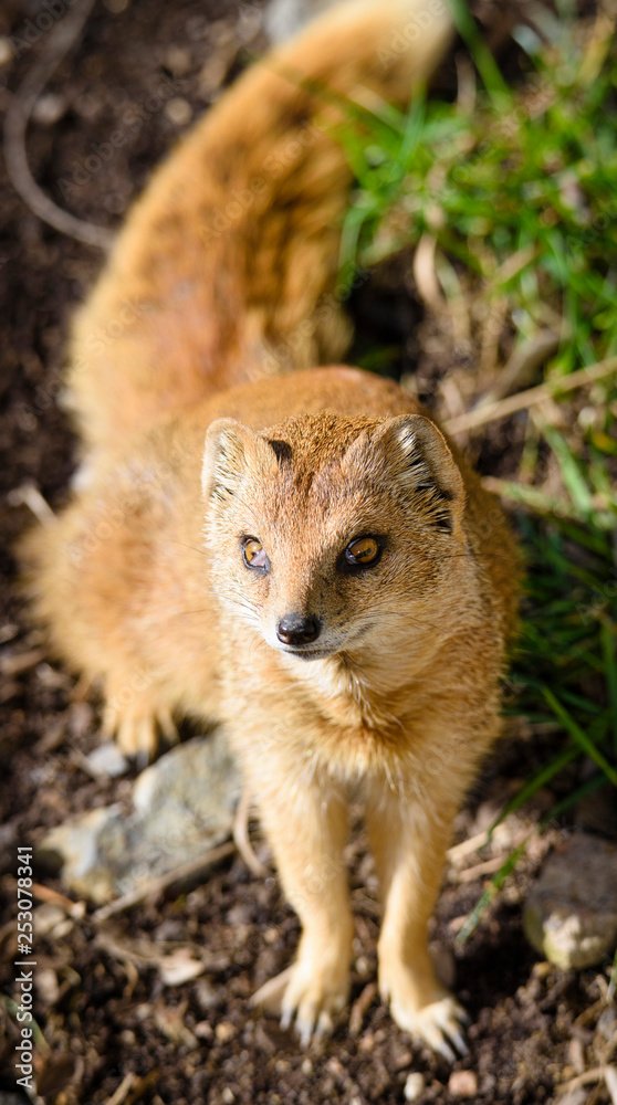 Common Myths And Misconceptions About The Yellow Mongoose