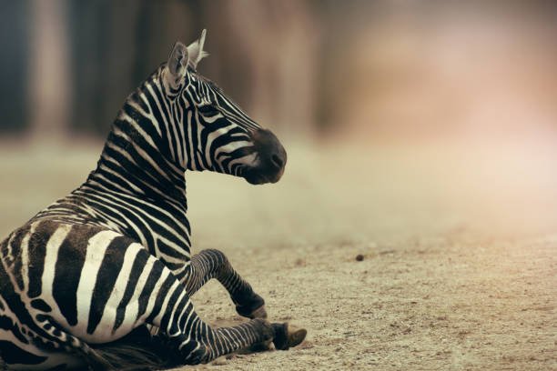 Common Myths And Misconceptions About The Zebra