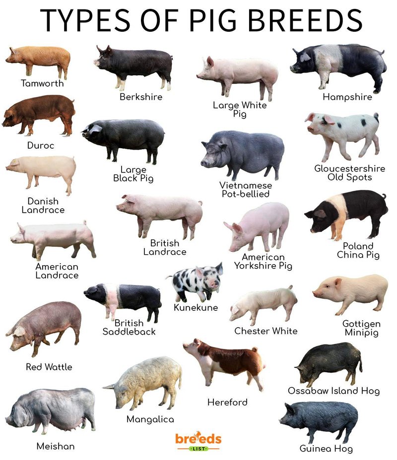 Common Pig Breeds For Pets And Homesteads