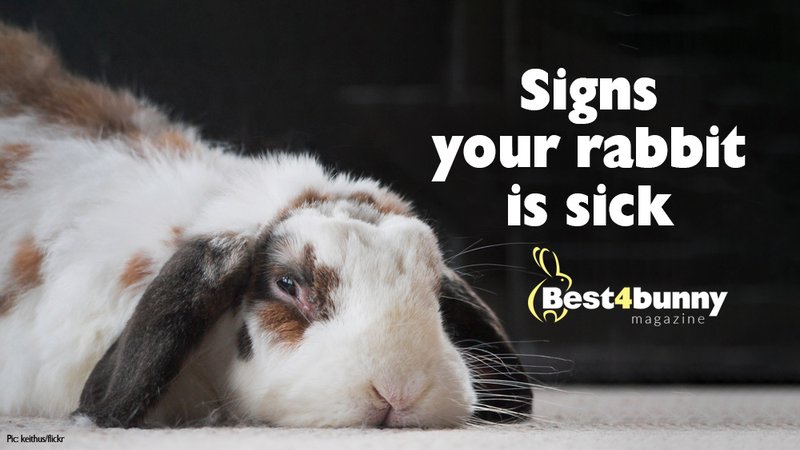Common Signs Your Rabbit Is Sick And Needs A Vet