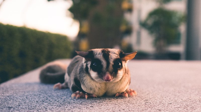 Common Sugar Glider Health Issues And How To Prevent Them