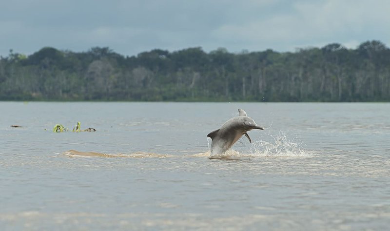 Common Threats To The Amazon River Dolphin In The Wild