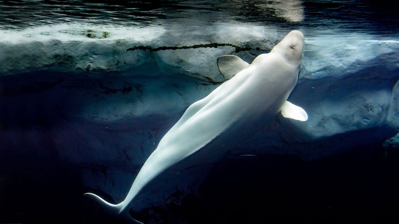 Common Threats To The Beluga Whale In The Wild