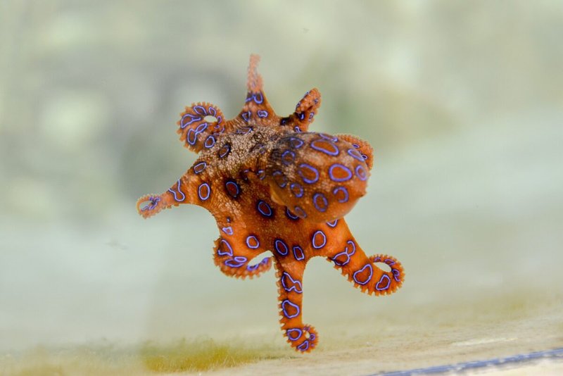 Common Threats To The Blue-Ringed Octopus In The Wild