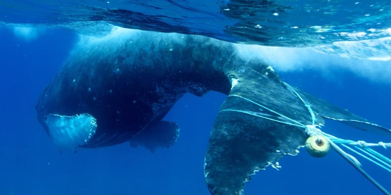 Common Threats To The Blue Whale In The Wild