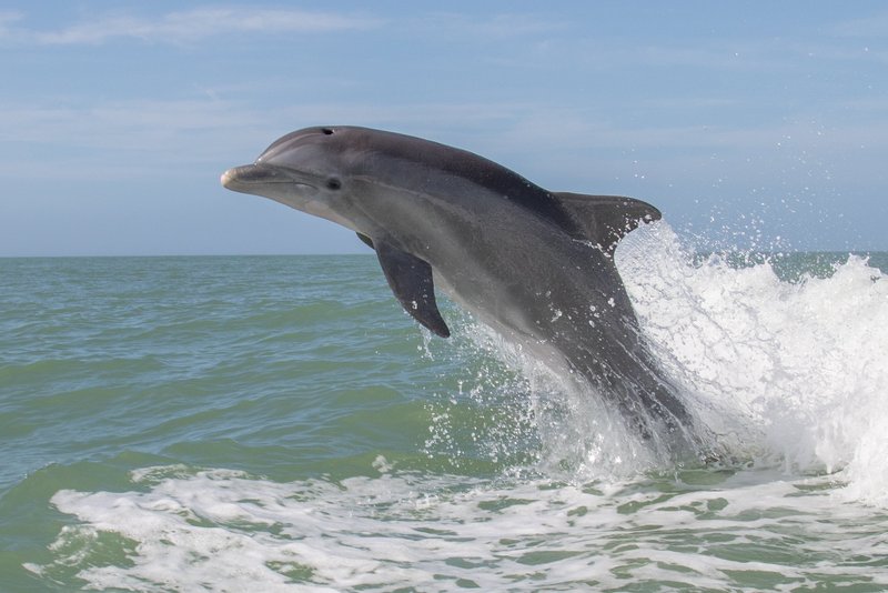 Common Threats To The Bottlenose Dolphin In The Wild