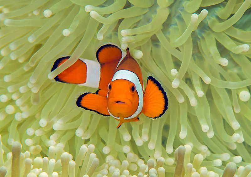 Common Threats To The Clownfish In The Wild