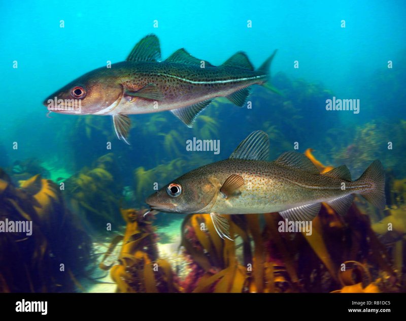 Common Threats To The Cod In The Wild