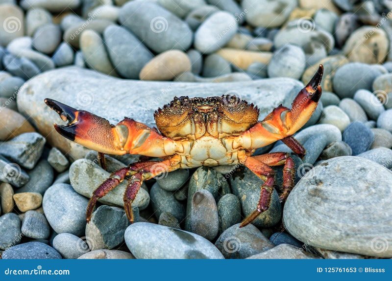 Common Threats To The Crab In The Wild