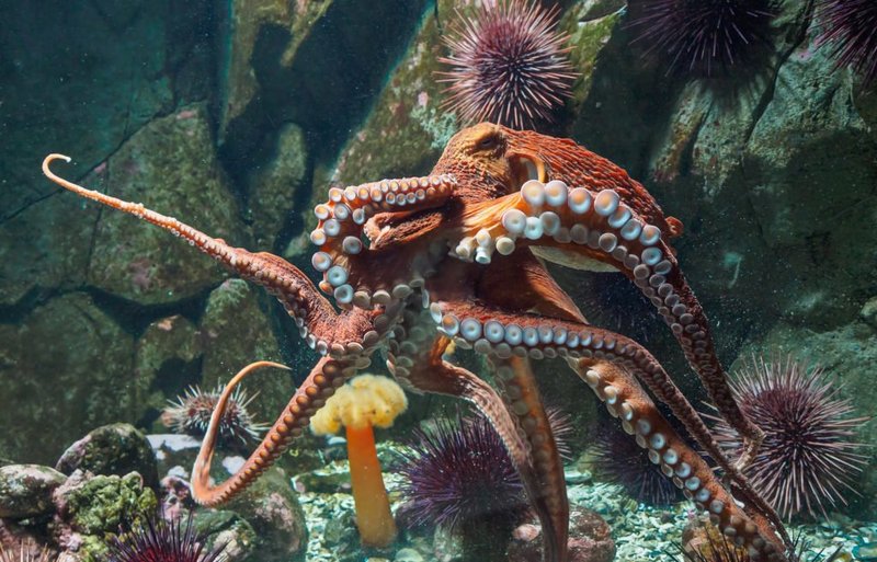 Common Threats To The Giant Pacific Octopus In The Wild