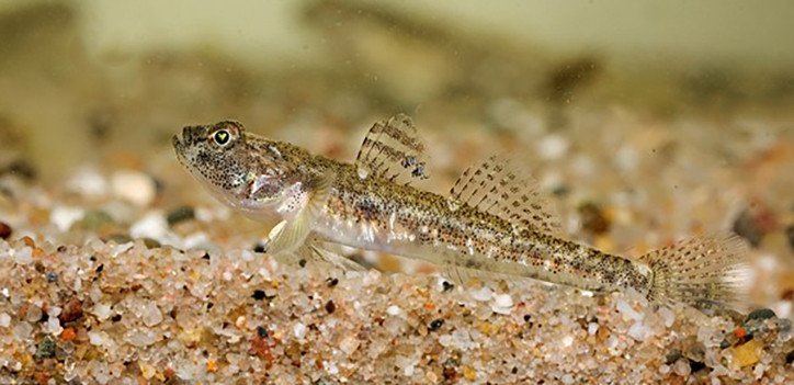 Common Threats To The Goby In The Wild
