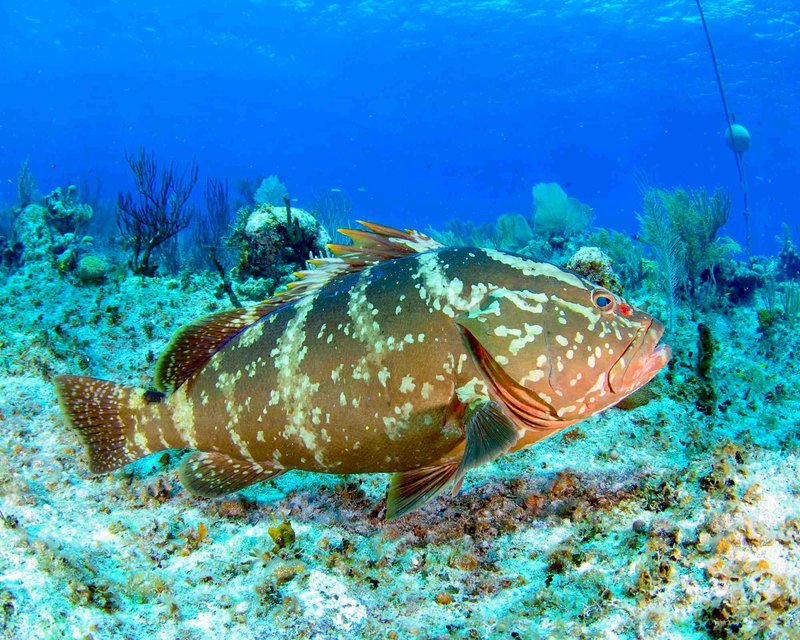 Common Threats To The Grouper In The Wild