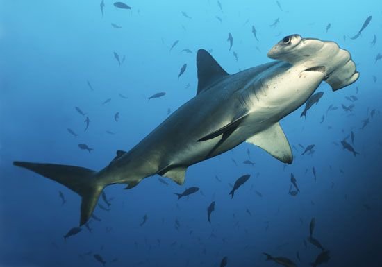 Common Threats To The Hammerhead Shark In The Wild
