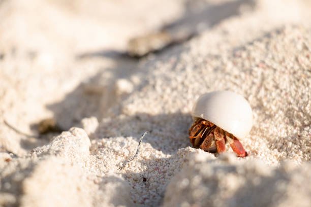 Common Threats To The Hermit Crab In The Wild