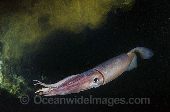 Common Threats To The Humboldt Squid In The Wild
