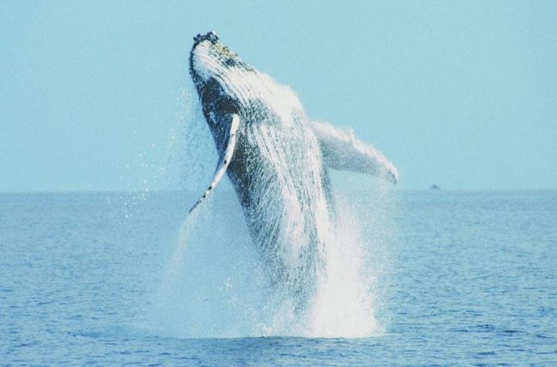 Common Threats To The Humpback Whale In The Wild