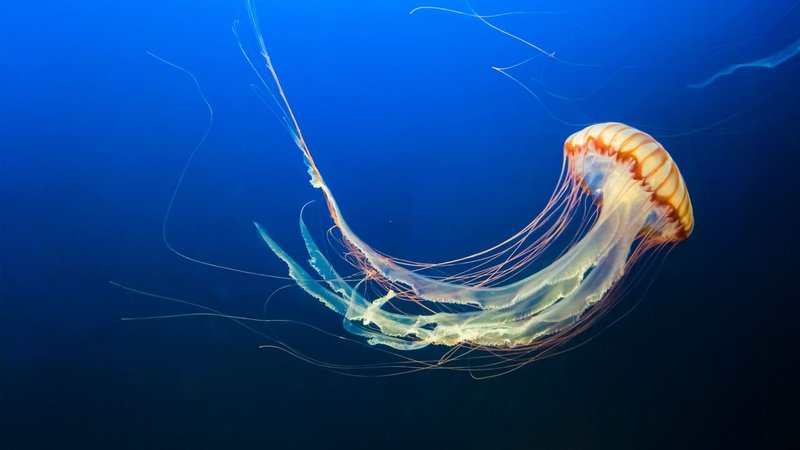 Common Threats To The Jellyfish In The Wild