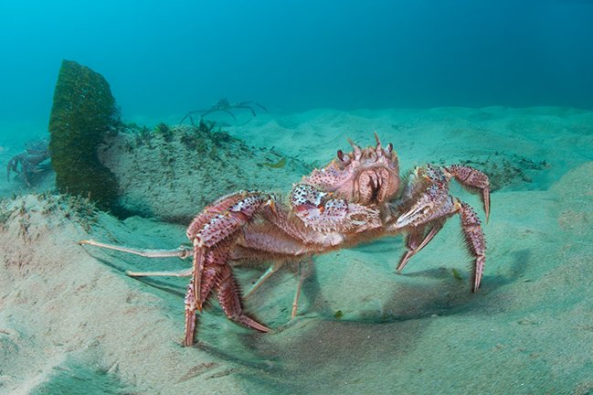 Common Threats To The King Crab In The Wild