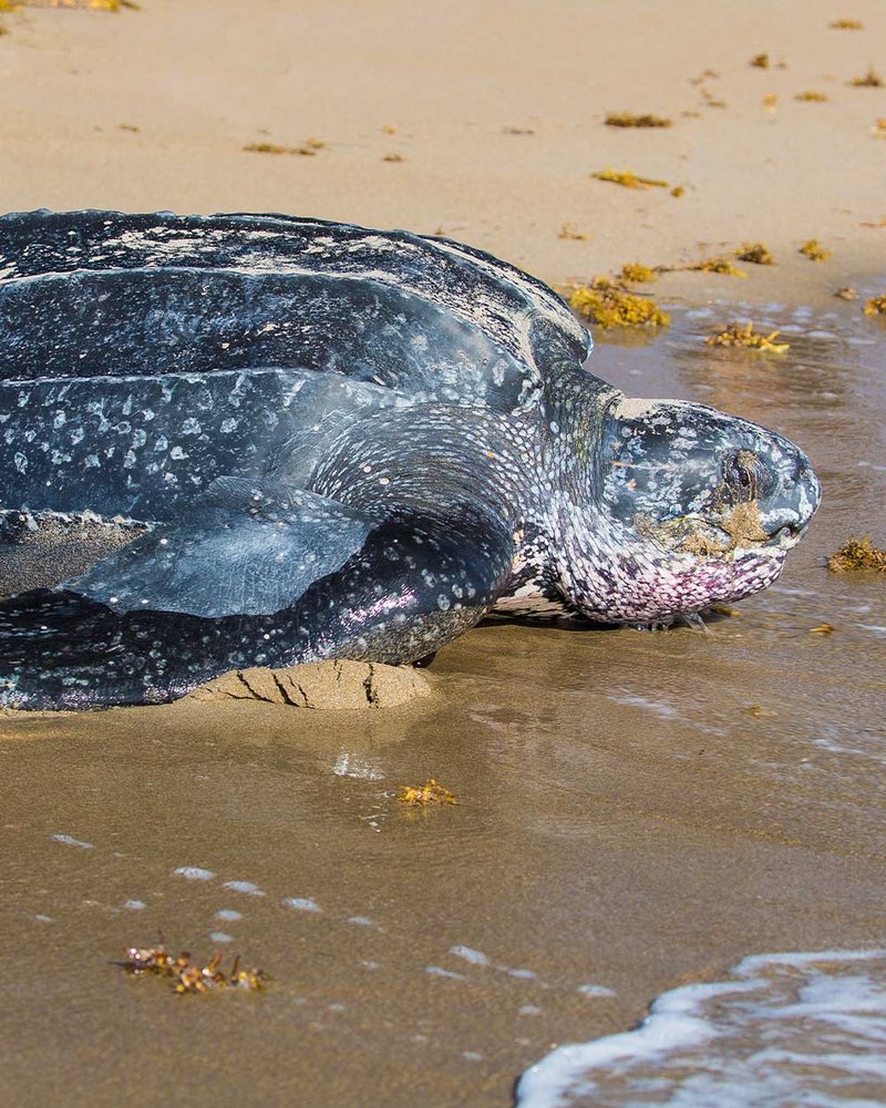 Common Threats To The Leatherback Turtle In The Wild