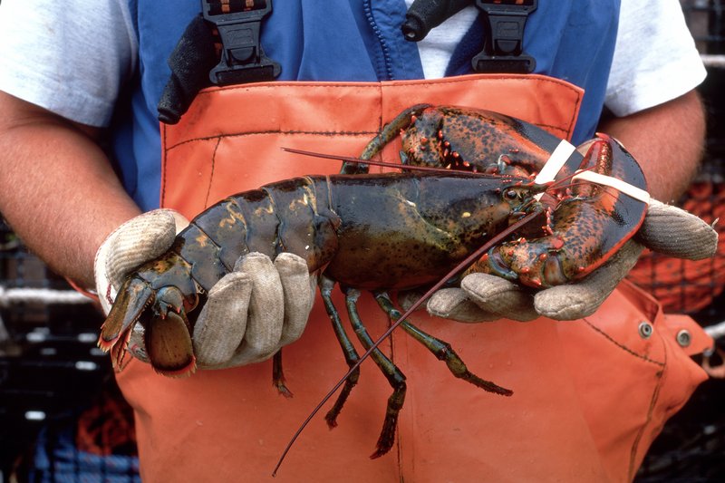 Common Threats To The Lobster In The Wild