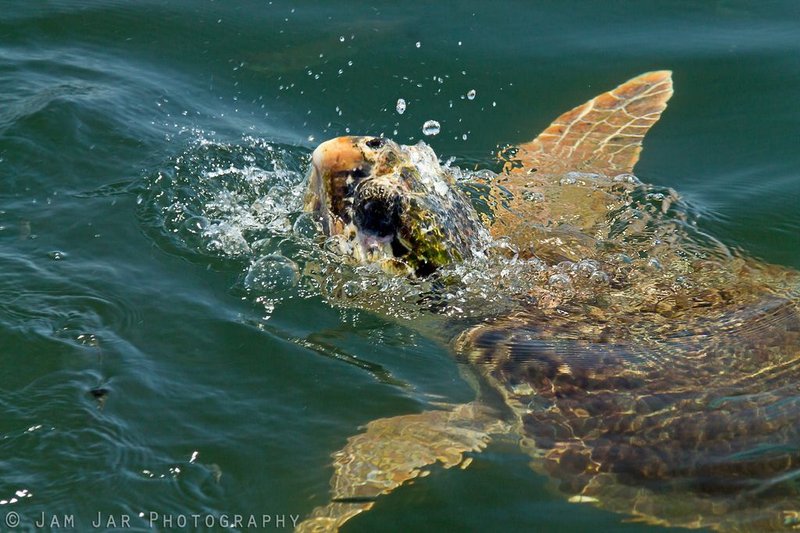 Common Threats To The Loggerhead Turtle In The Wild