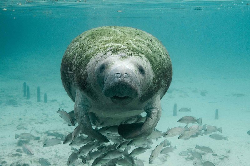 Common Threats To The Manatee In The Wild