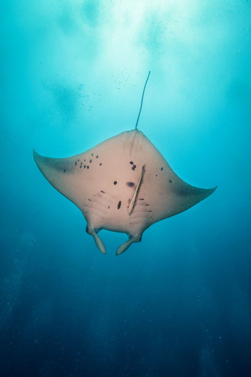 Common Threats To The Manta Ray In The Wild