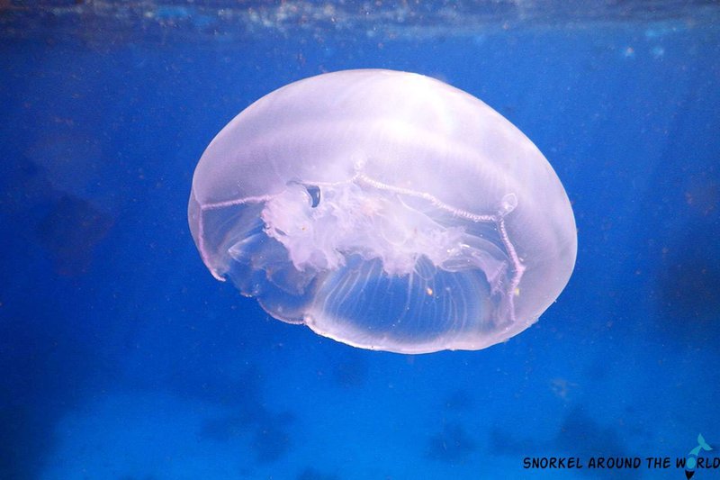 Common Threats To The Moon Jellyfish In The Wild