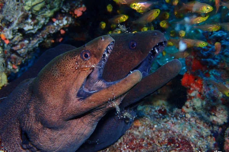 Common Threats To The Moray Eel In The Wild