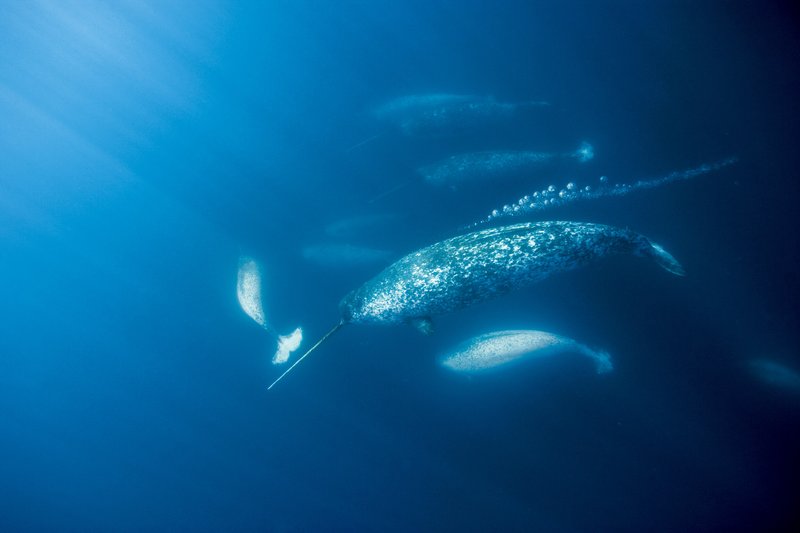 Common Threats To The Narwhal In The Wild