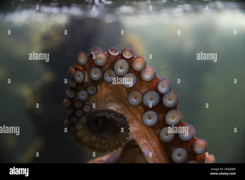 Common Threats To The Octopus In The Wild