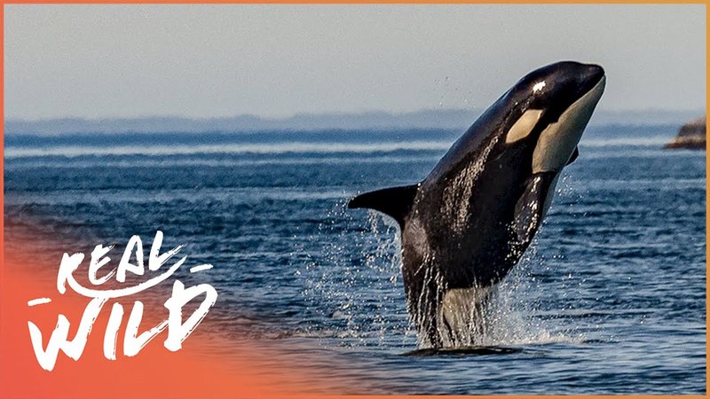 Common Threats To The Orca (Killer Whale) In The Wild