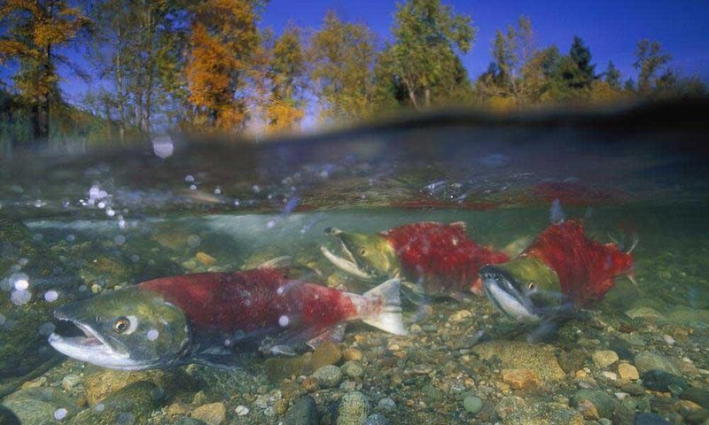Common Threats To The Salmon In The Wild
