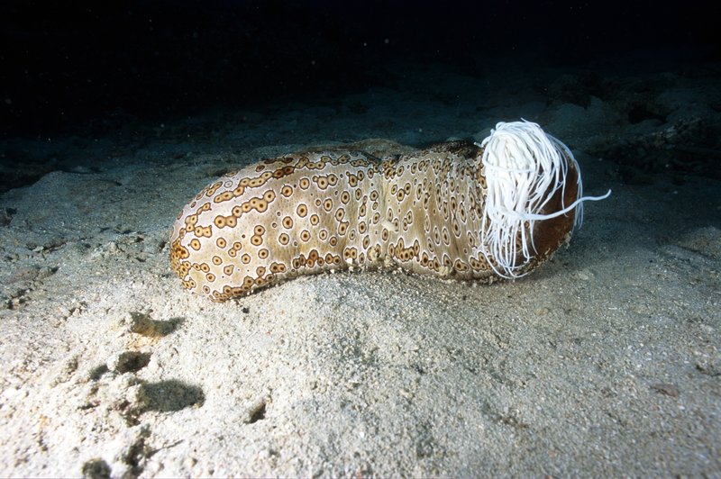 Common Threats To The Sea Cucumber In The Wild