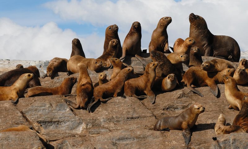 Common Threats To The Sea Lion In The Wild