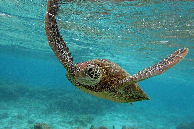 Common Threats To The Sea Turtle In The Wild